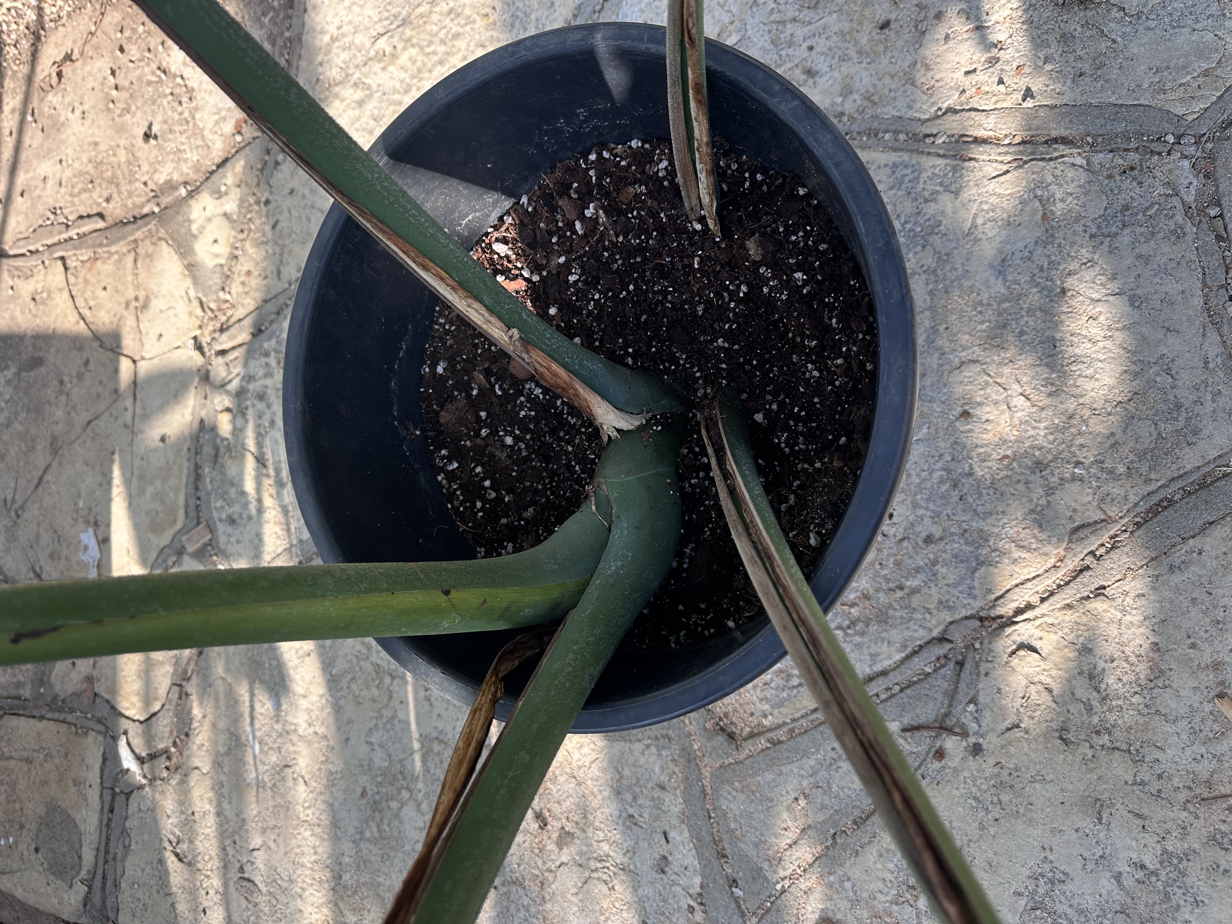 Plant photo