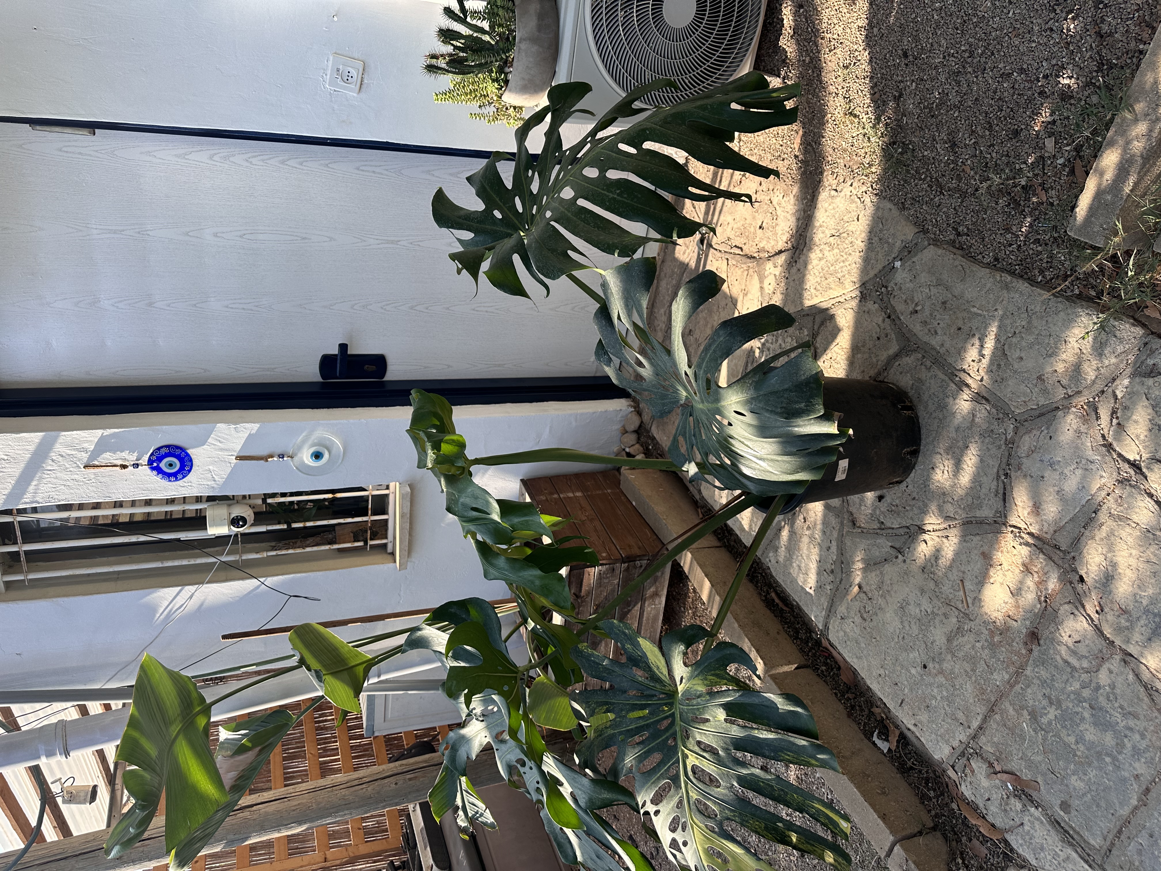 Plant photo