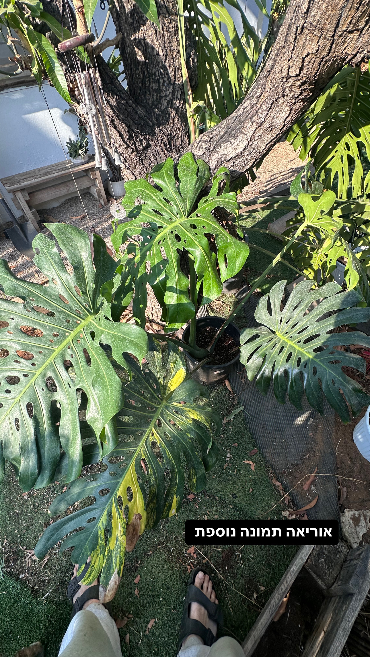 Monstera Aurea
