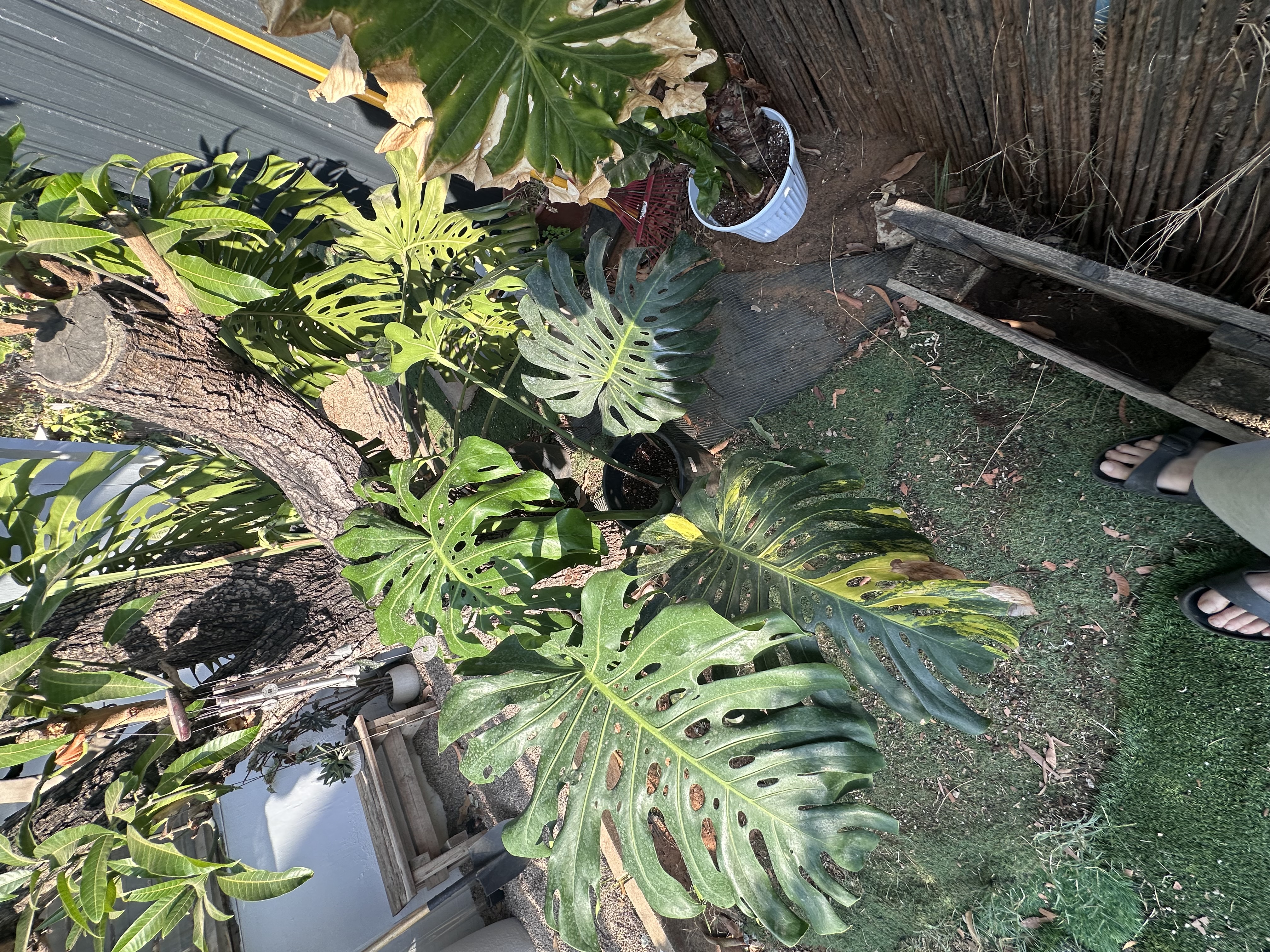 Plant photo