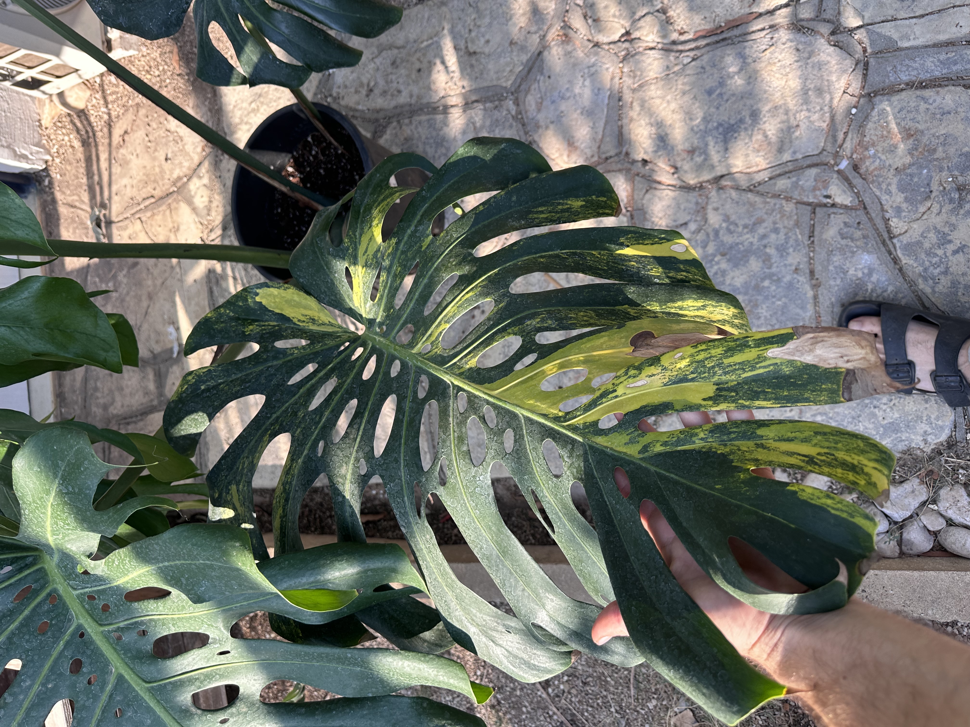 Plant photo